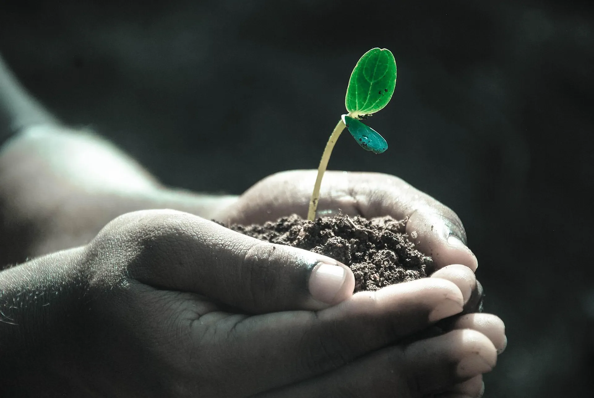 Junge Pflanze in nährstoffreicher FloraSoil Living Soil – nachhaltiger und biologischer Anbau durch gesundes Bodenleben für kräftiges Pflanzenwachstum auf florasoil.de.