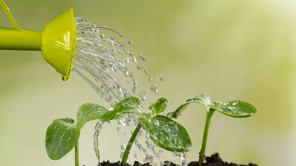 Frisches Wasser wird auf dunkle, nährstoffreiche Anbauerde gegossen