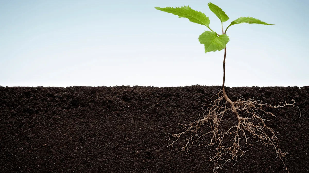 Querschnitt einer Pflanze mit starken Wurzeln in FloraSoil Living Soil – Darstellung der gesunden Wurzelentwicklung durch aktives Bodenleben und organische Nährstoffe auf florasoil.de.