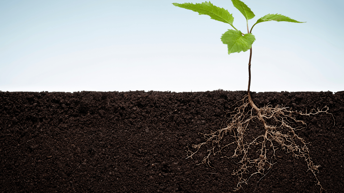 Pflanze mit starken Wurzeln durch Mykorrhiza